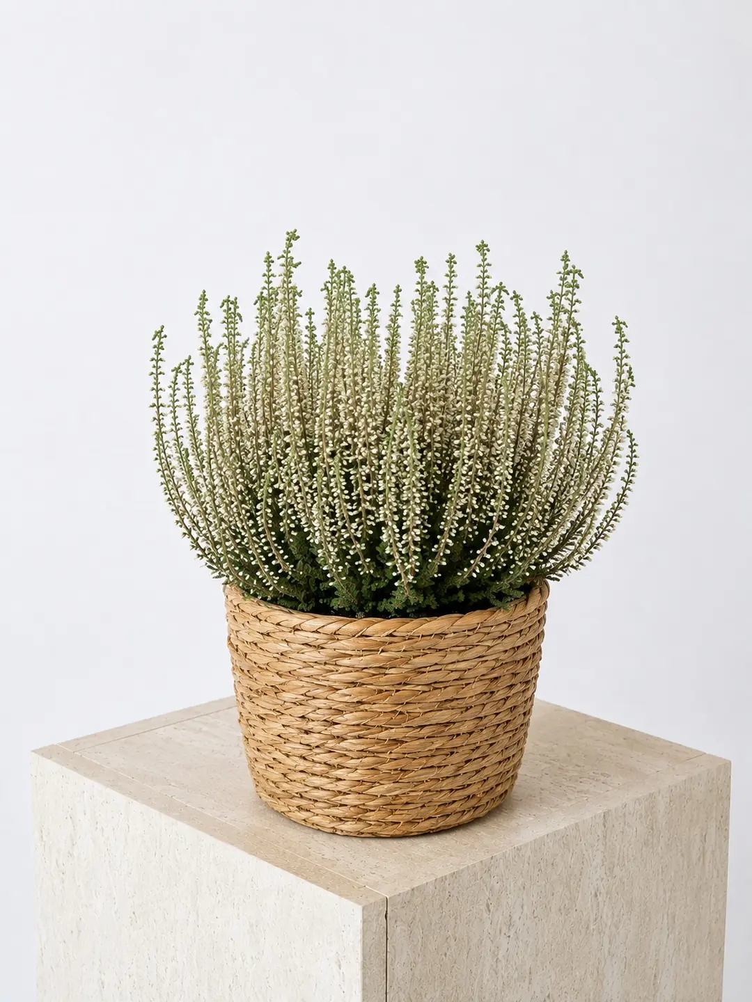 Beyaz Funda (Calluna vulgaris)