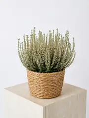 Beyaz Funda (Calluna vulgaris) 1