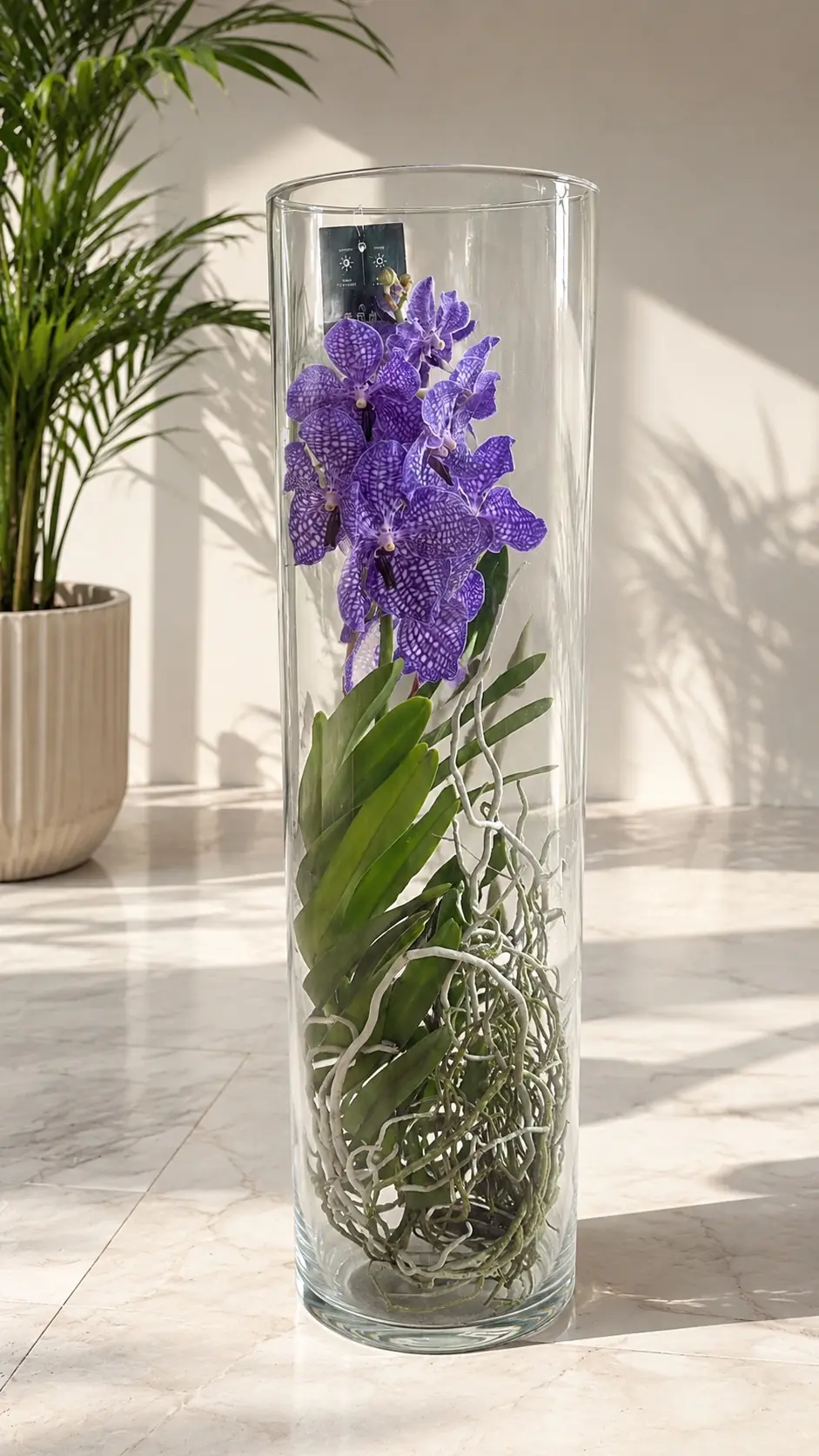 Vanda Orkide ( Hava Bitkisi ) Cam Vazoda 6