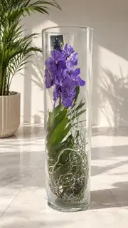 Vanda Orkide ( Hava Bitkisi ) Cam Vazoda 6