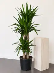 Yucca ( Yuka ) Bitkisi Dört Gövdeli 170-180 cm 2