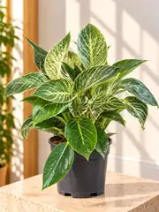 Birkin Philodendron Masa Boy ( M ) 2