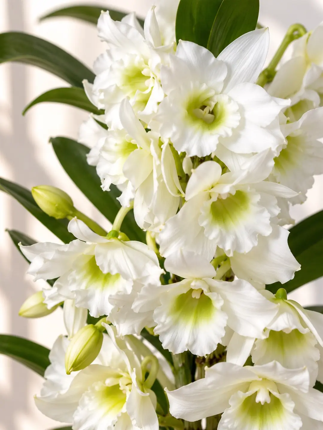 Dendrobium Beyaz Orkide 3