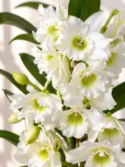 Dendrobium Beyaz Orkide 3