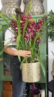 Cymbidium Orkide  6