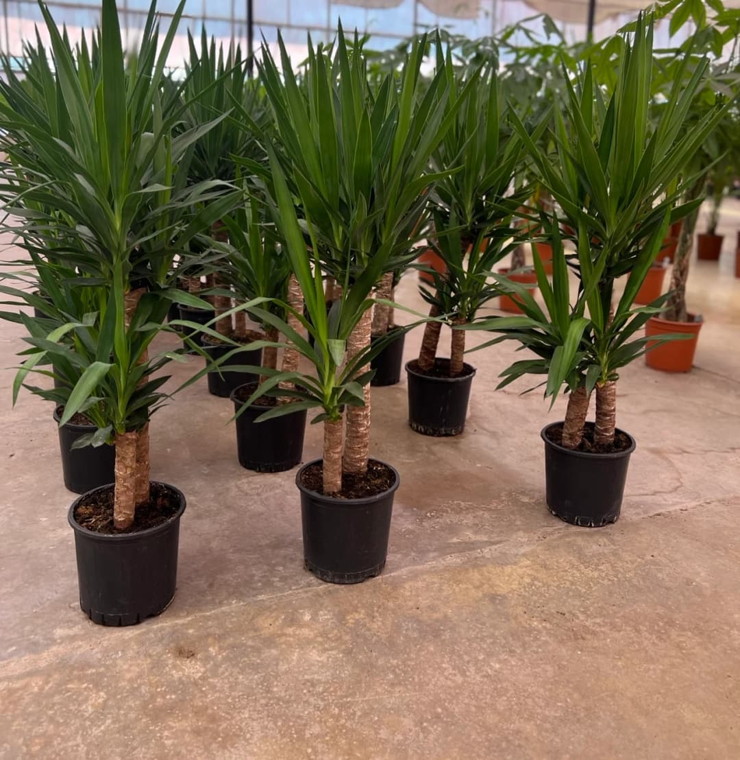 Yucca ( Yuka ) Bitkisi İki Gövdeli 100 -110 cm 5