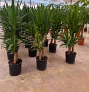Yucca ( Yuka ) Bitkisi İki Gövdeli 100 -110 cm 5