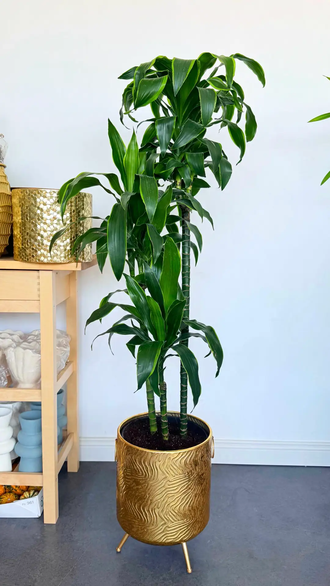 Dracaena Fragrans Dorado Çok Kollu 160-170 cm  4