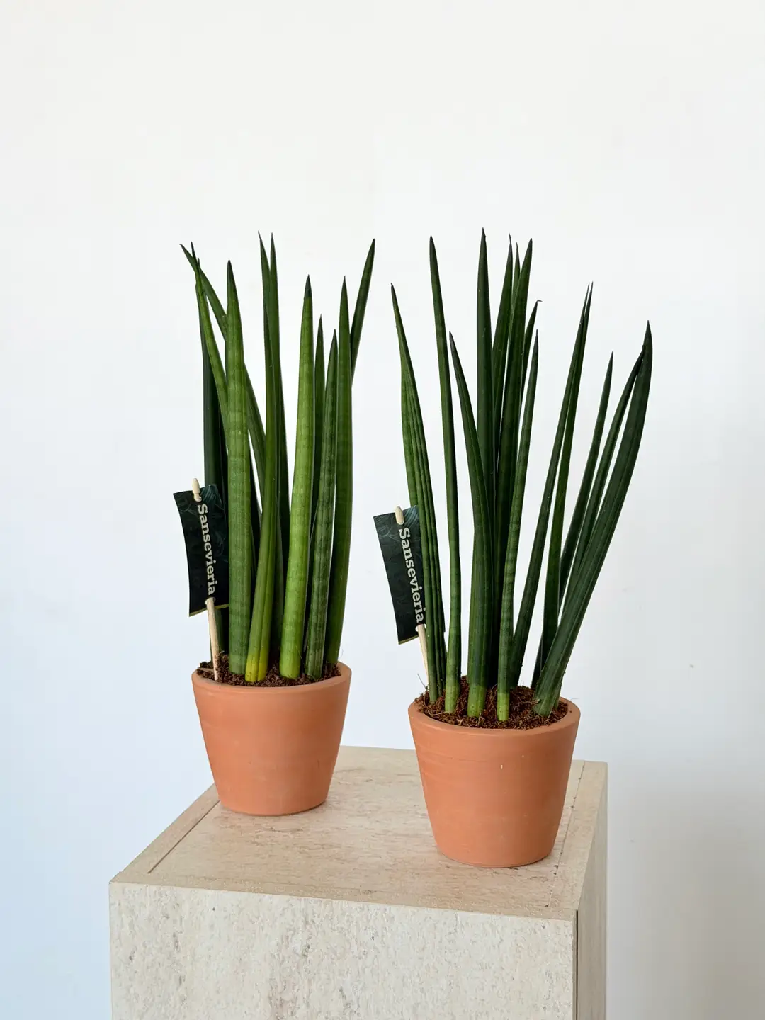 Sansevieria Cylindirica (50 cm)