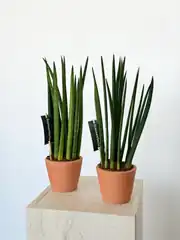 Sansevieria Cylindirica (50 cm) 1