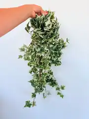 Yapay Hedera – Dekoratif Sarmaşık 2