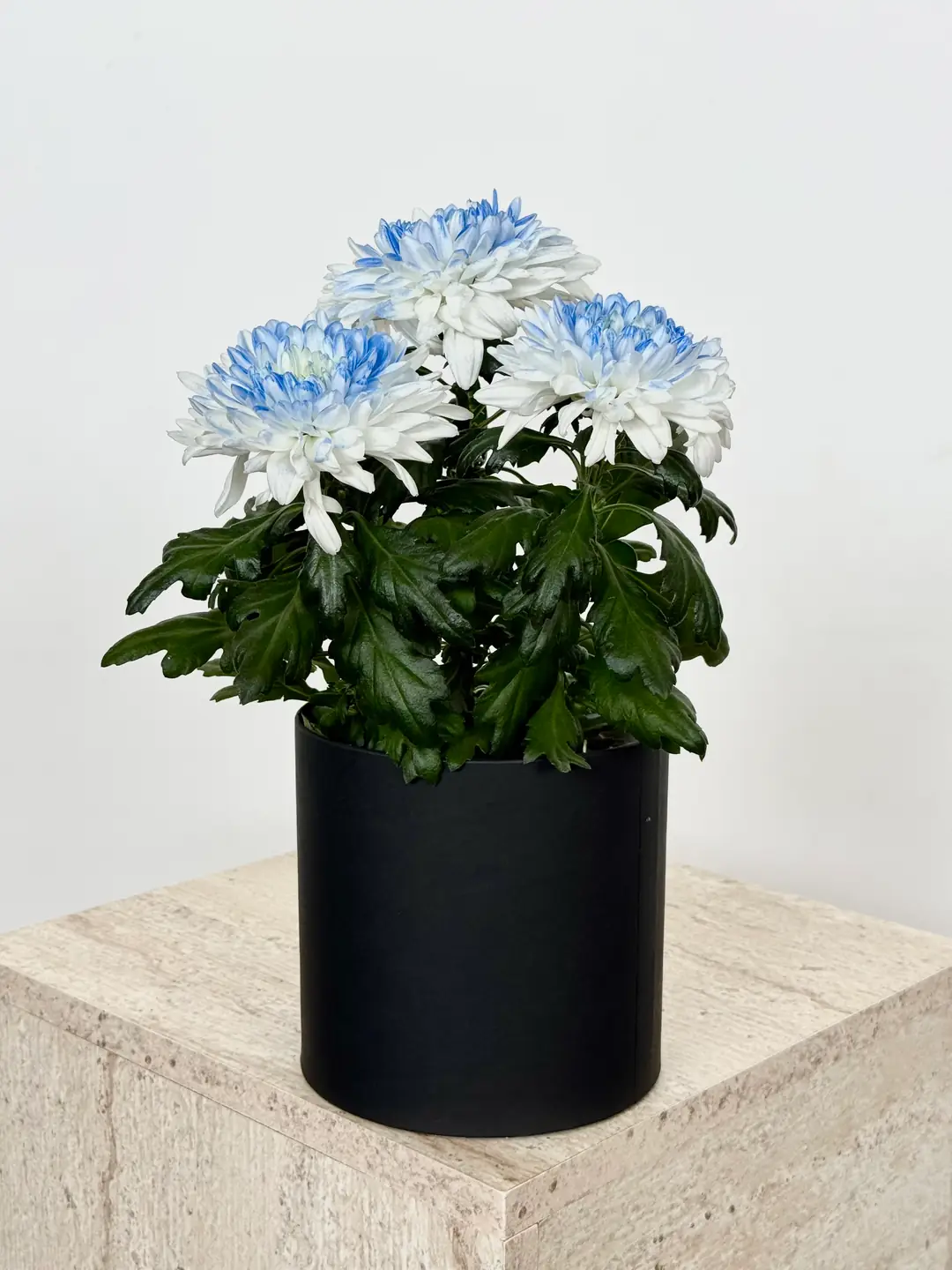 Krizantem Chrysanthemum Anastasya Mix İkili Set  3