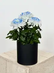 Krizantem Chrysanthemum Anastasya Mix İkili Set  3