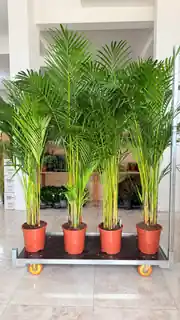 Areka Palmiyesi ( Dypsis Lutescens ) 170-190 cm İthal Sık Köklü 4