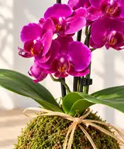 Kokedama Multi Orkide Fuşya ( Kokodama Multi Orkide )  2