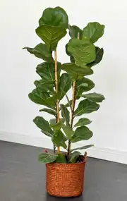 Lyrata Bitkisi 110-120 cm Çift Köklü 1
