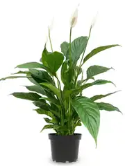 Barış Çiçeği ( Spathiphyllum ) 2