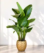 Starliçe Bitkisi Altı Köklü Dolgun Form ( Strelitzia Nicolai 180-200 cm ) 1
