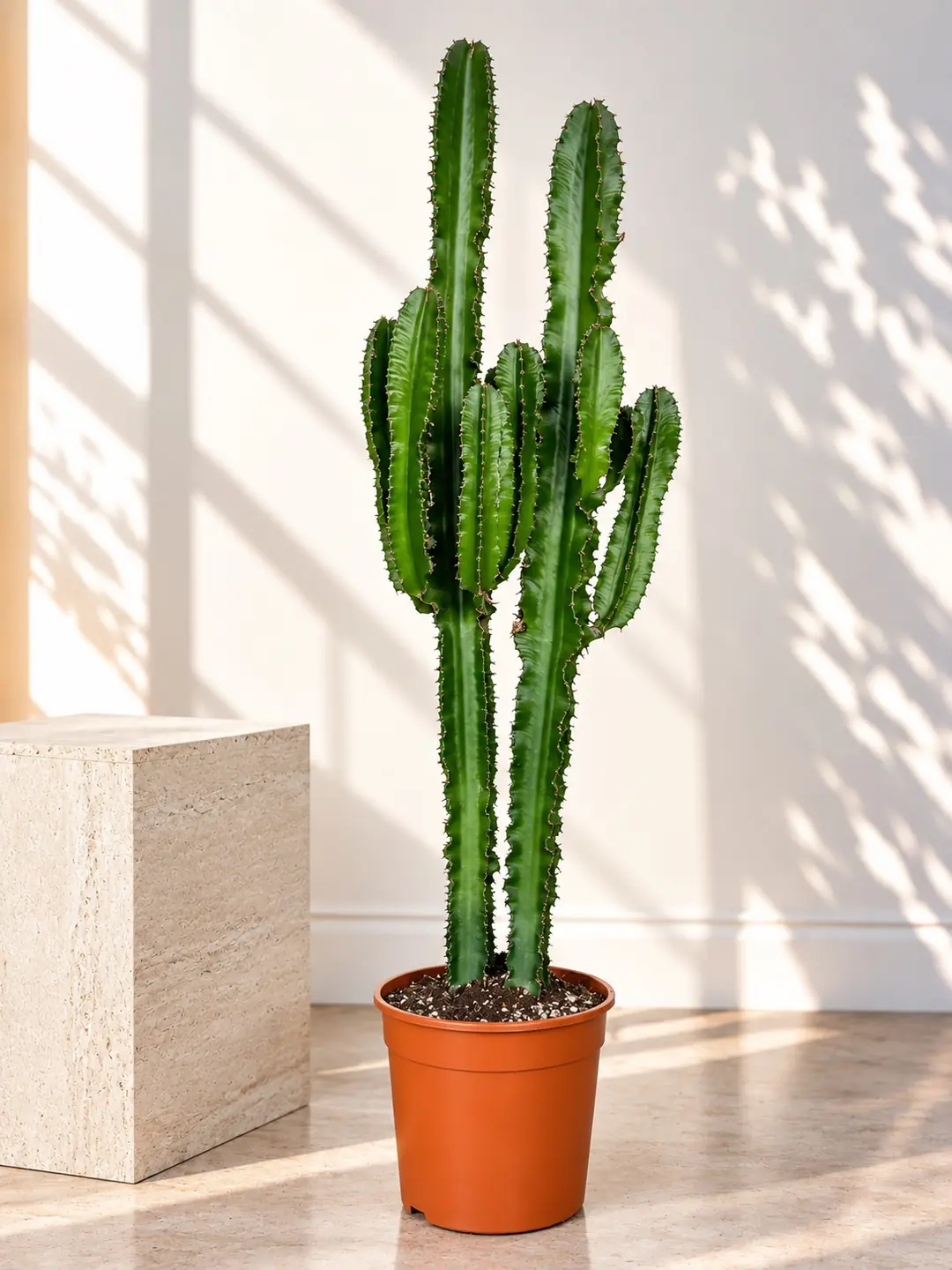 Euphorbia Ingens ( Eritrea ) Çok Köklü Kaktüs 130-140 cm 3