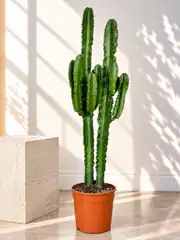 Euphorbia Ingens ( Eritrea ) Çok Köklü Kaktüs 130-140 cm 3