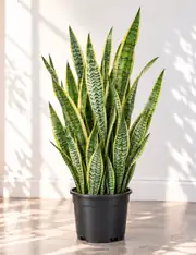 Kılıç Bitkisi  (Sanseveria Trifasciata -Peygamber Kılıcı-Paşa Kılıcı) 100-110 cm 2