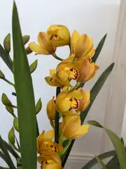 Cymbidium Orkide  2