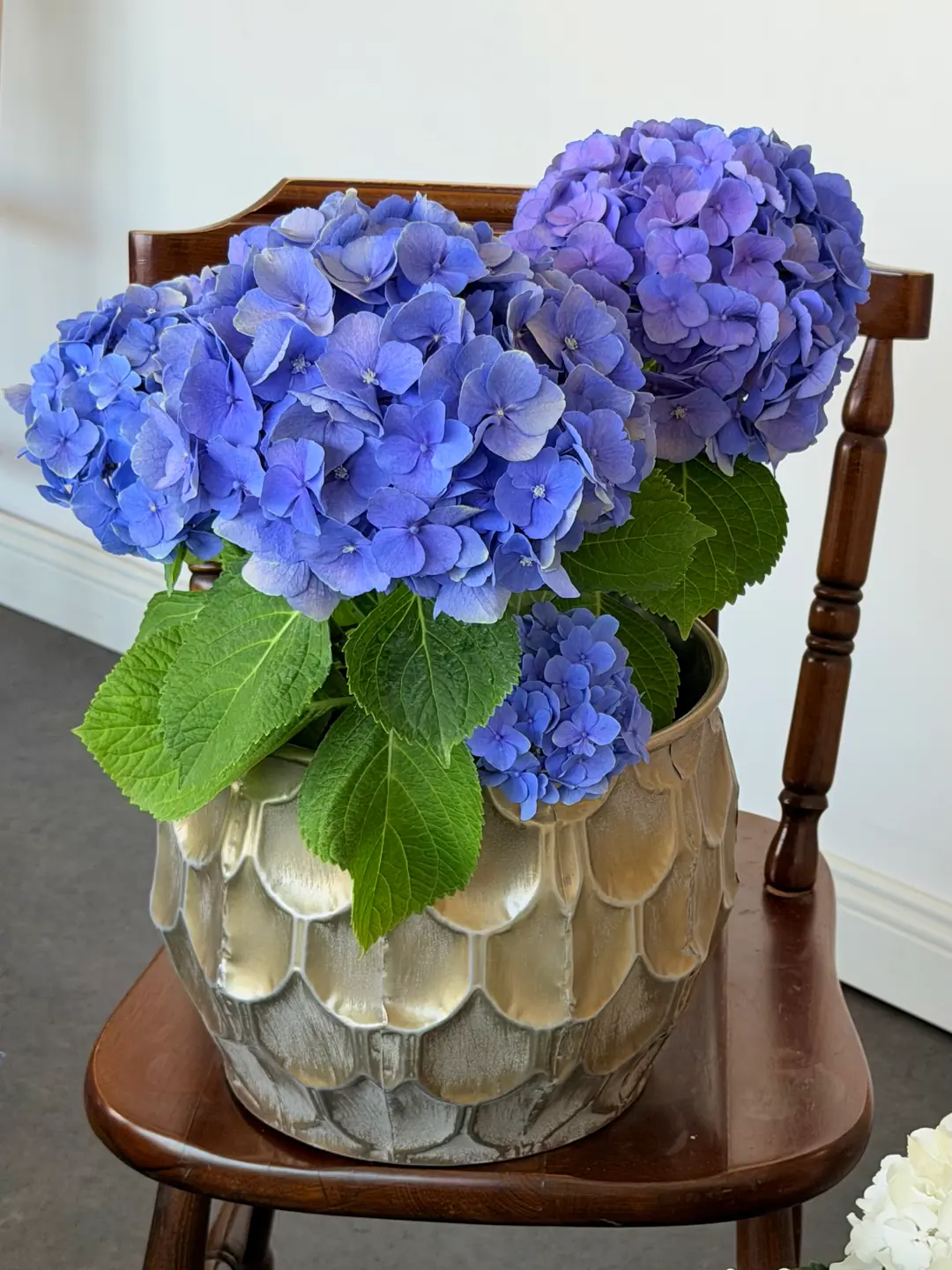 Ortanca (Hydrangea) Bitkisi Mor