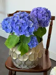 Ortanca (Hydrangea) Bitkisi Mor 1