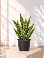 Kılıç Bitkisi  (Sanseveria Trifasciata -Peygamber Kılıcı-Paşa Kılıcı) Masa Boy 2