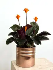 Calathea Crocata  1