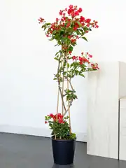 Begonvil Ağacı 120/130 cm - Kırmızı 2