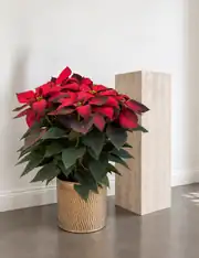 Poinsettia XXL 50-60 cm 1