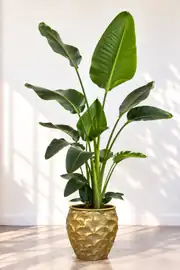  Starliçe (Strelitzia Nicolai) Bitkisi 3 Kök 150-160 cm  1