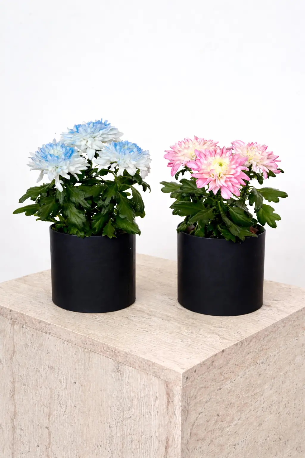 Krizantem Chrysanthemum Anastasya Mix İkili Set 