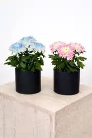 Krizantem Chrysanthemum Anastasya Mix İkili Set  1