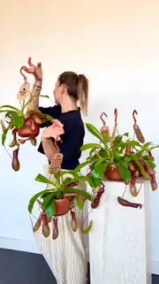Egzotik Bitki Sİnek Kapan İbrik Otu - Nepenthes 3