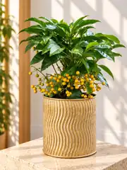 Ardissia Crenata 1