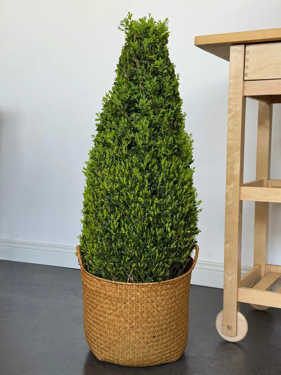 Şimşir (Buxus Faulkner )Piramit Formlu 100-110 cm İthal