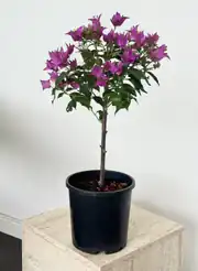 Begonvil Ağacı Tijili - Pembe Açık Renk 2