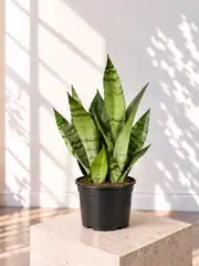 Kılıç Çiçeği ( Sansevieria Moonshine )  Gri Yeşil Yapraklı 2