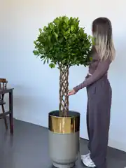 Benjamin Örgülü Kafes (  Danielle ) Bitkisi 140- 150 cm 2
