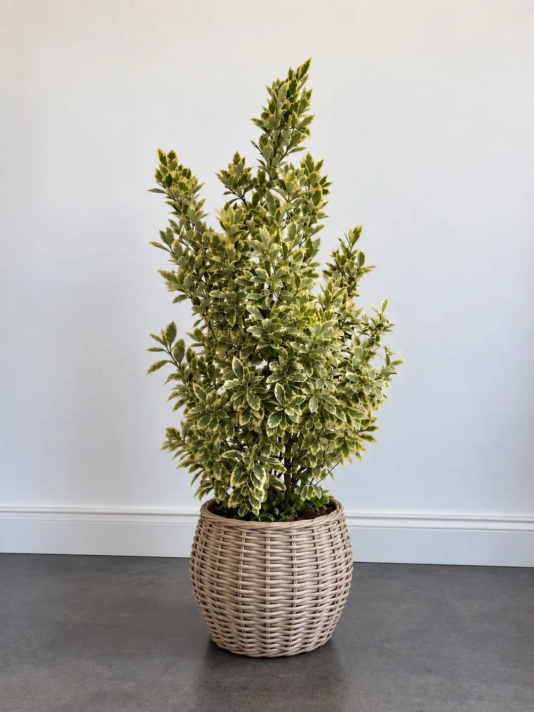 Alacalı Japon Taflanı | Euonymus japonicus