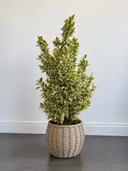 Alacalı Japon Taflanı | Euonymus japonicus 1