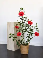 Japon Gülü - Hibiscus Rosa 100-120 cm 1