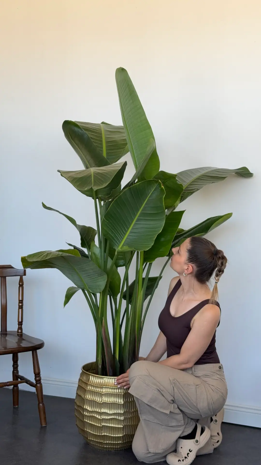 Starliçe Bitkisi Altı Köklü Dolgun Form ( Strelitzia Nicolai 180-200 cm ) 4