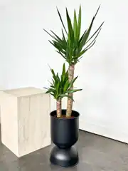 Yucca ( Yuka ) Bitkisi İki Gövdeli 100 -110 cm 1
