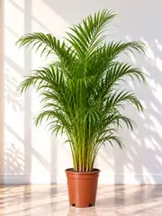 Areka Palmiyesi ( Dypsis Lutescens ) 130-140 cm İthal Sık Köklü 2