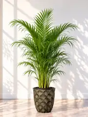 Areka Palmiyesi ( Dypsis Lutescens ) 170-190 cm İthal Sık Köklü 1