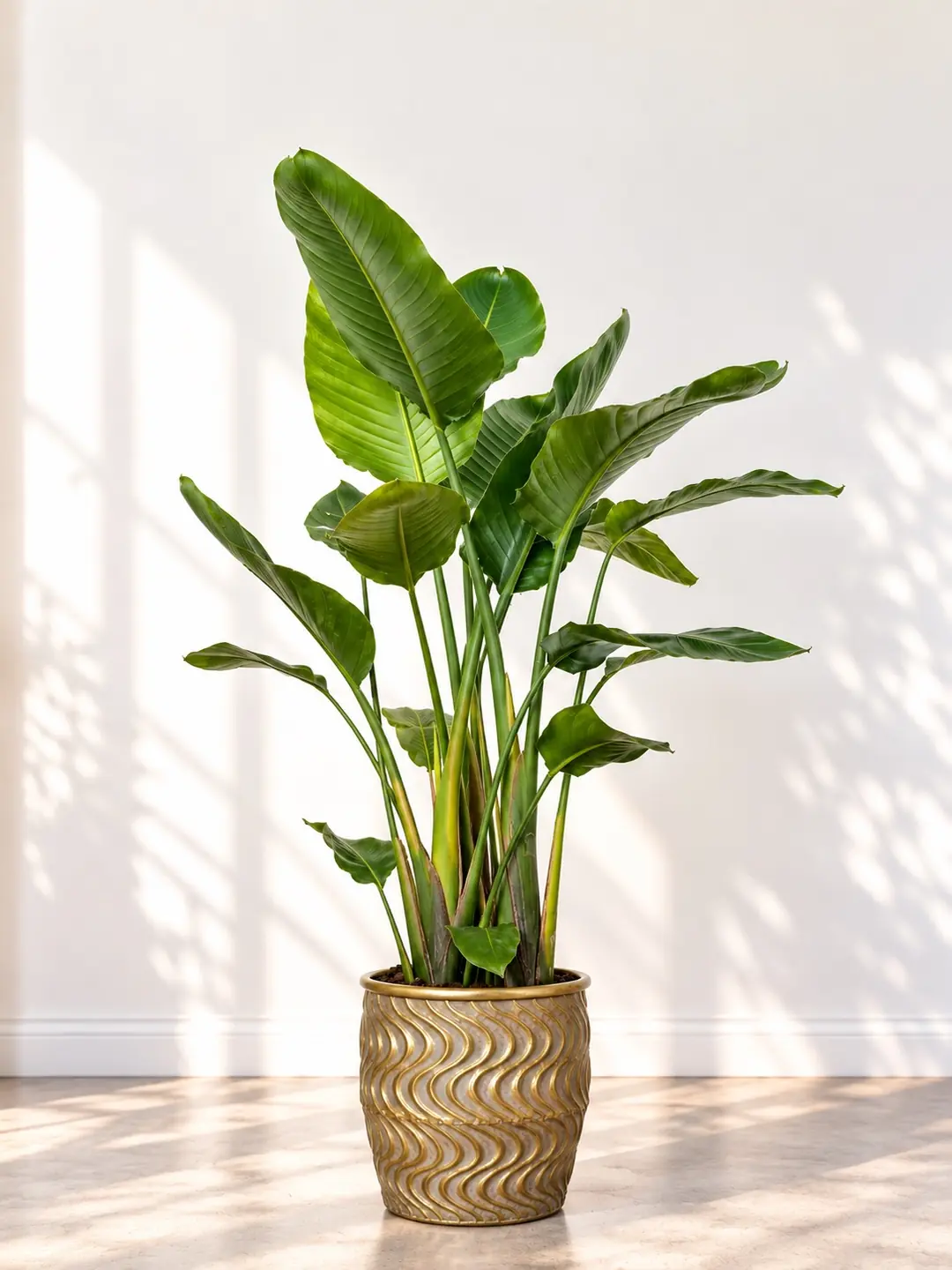 Starliçe (Strelitzia Nicolai) Bitkisi 3 Kök 140-160 cm 