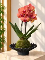 Dekoratif Objede Kokedama Orkide Çiçeği Somon 1